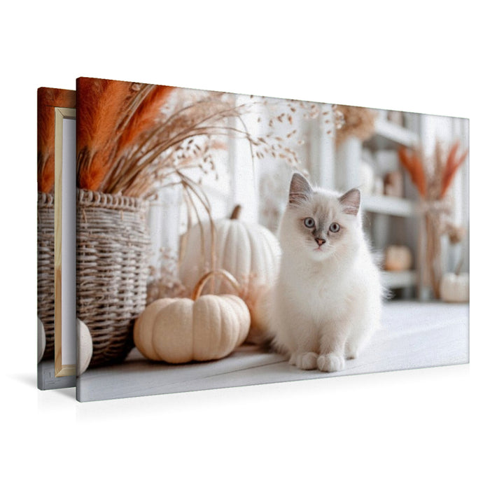 Premium Textil-Leinwand Heilige Birma - Herbstliche Gemütlichkeit