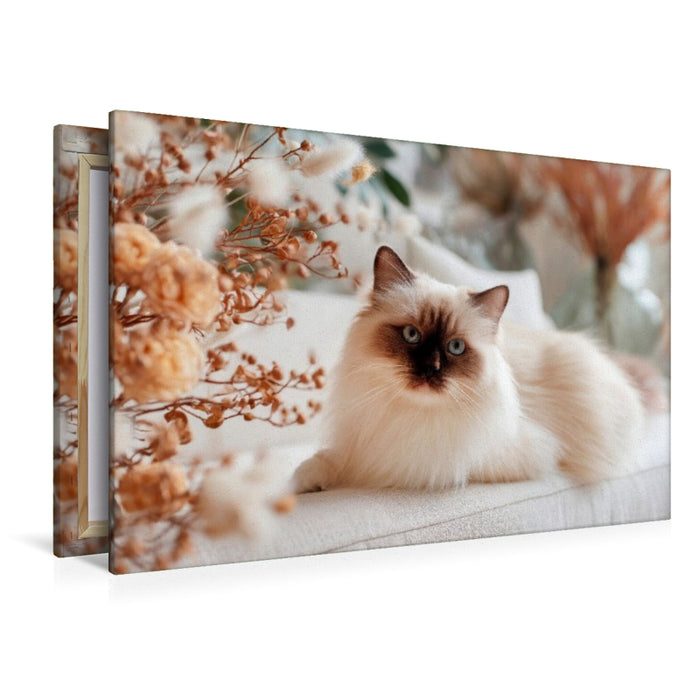 Premium Textil-Leinwand Heilige Birma - Augenblick der Harmonie