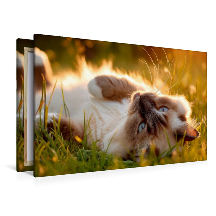 Premium Textil-Leinwand Heilige Birma - Ein Platz an der Sonne