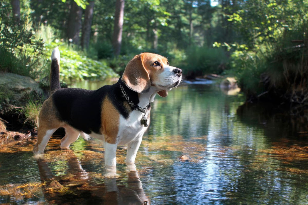 Premium Textil-Leinwand Beagle - Auf Entdeckungstour im Wald