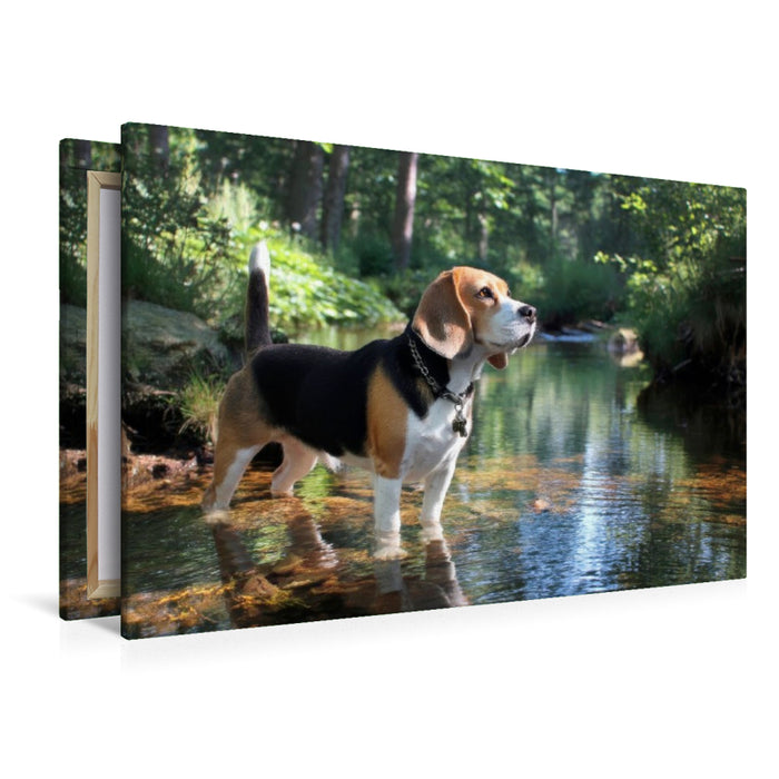 Premium Textil-Leinwand Beagle - Auf Entdeckungstour im Wald