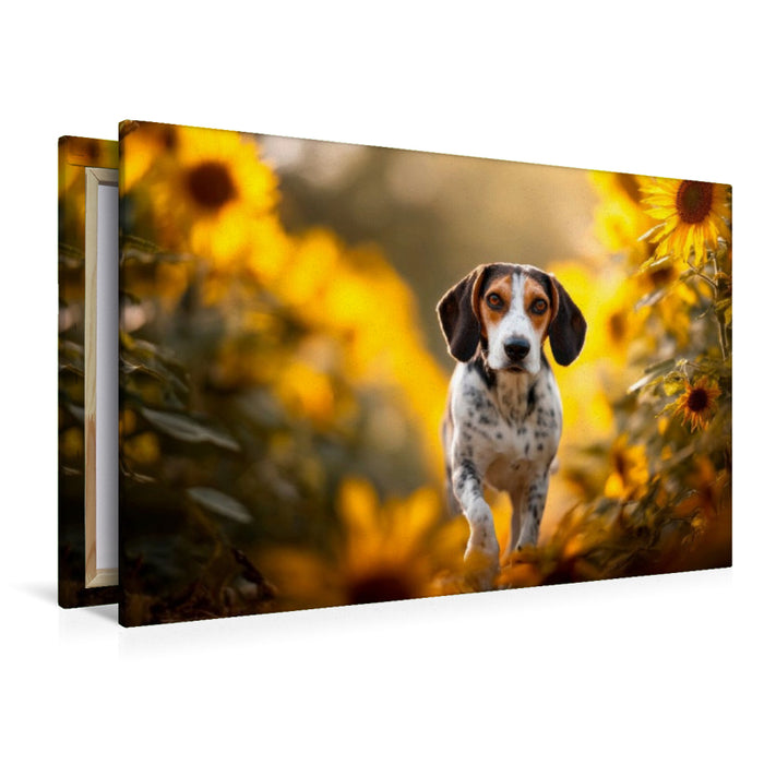 Premium Textil-Leinwand Beagle - Abenteuer im Sonnenblumenfeld