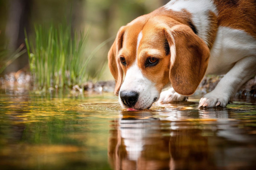 Premium Textil-Leinwand Beagle - Durstige Spürnase