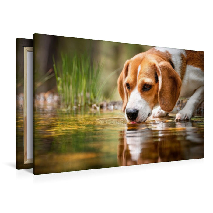 Premium Textil-Leinwand Beagle - Durstige Spürnase