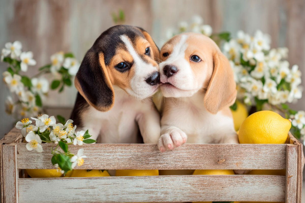 Premium Textil-Leinwand Beagles - Ein Küsschen für dich