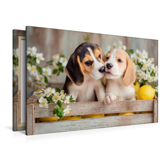 Premium Textil-Leinwand Beagles - Ein Küsschen für dich