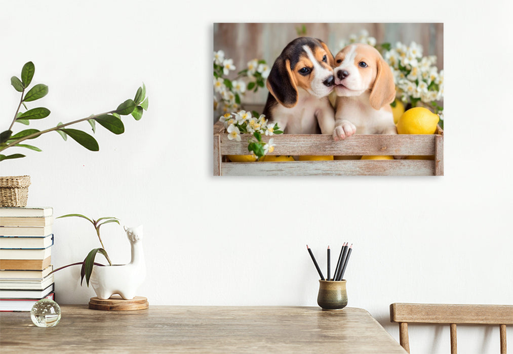 Premium Textil-Leinwand Beagles - Ein Küsschen für dich