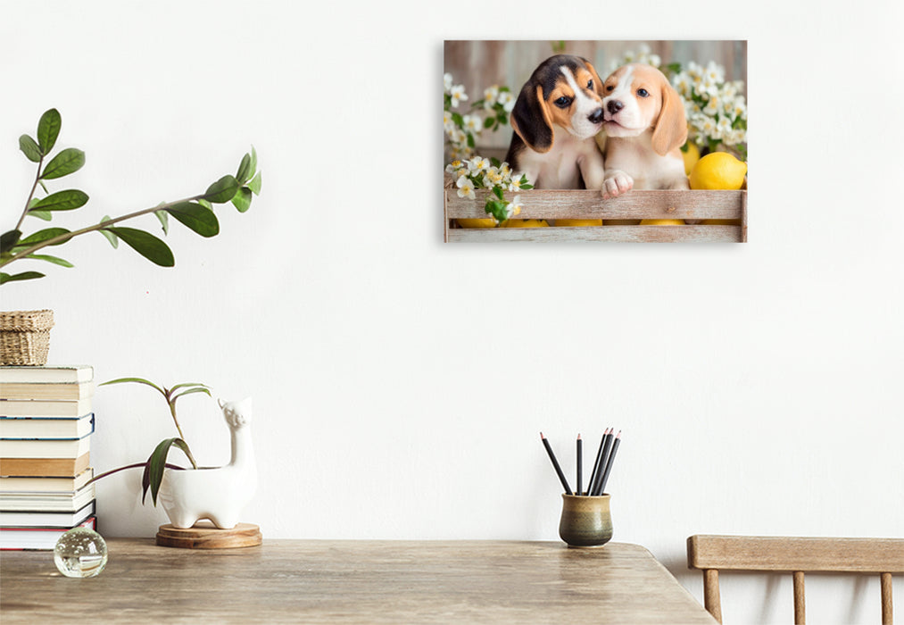 Premium Textil-Leinwand Beagles - Ein Küsschen für dich