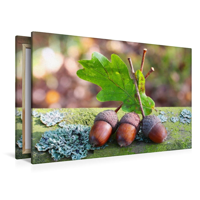 Premium Textil-Leinwand Eicheln und Eichelblatt