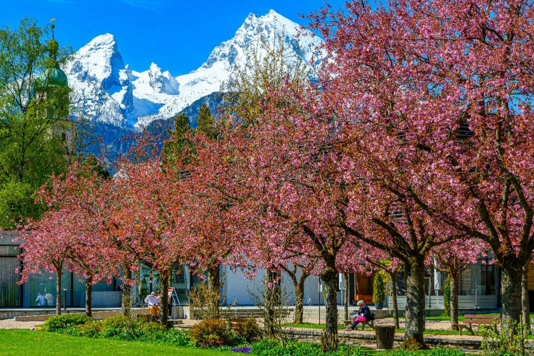 Premium Textil-Leinwand Kirschblüte im Berchtesgadener Kurgarten