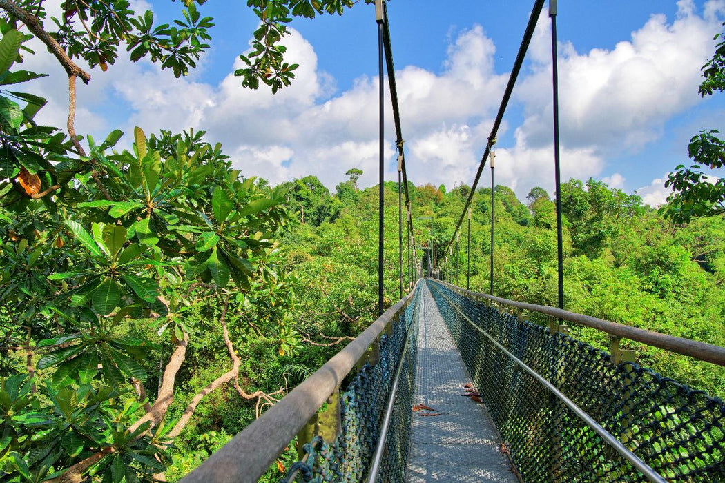 Premium Textil-Leinwand Macritchie Treetop Walk, Singapur