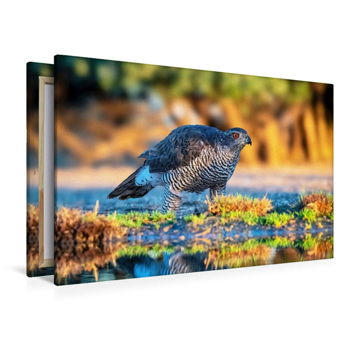 Premium Textil-Leinwand Glühender Blick im Morgenlicht