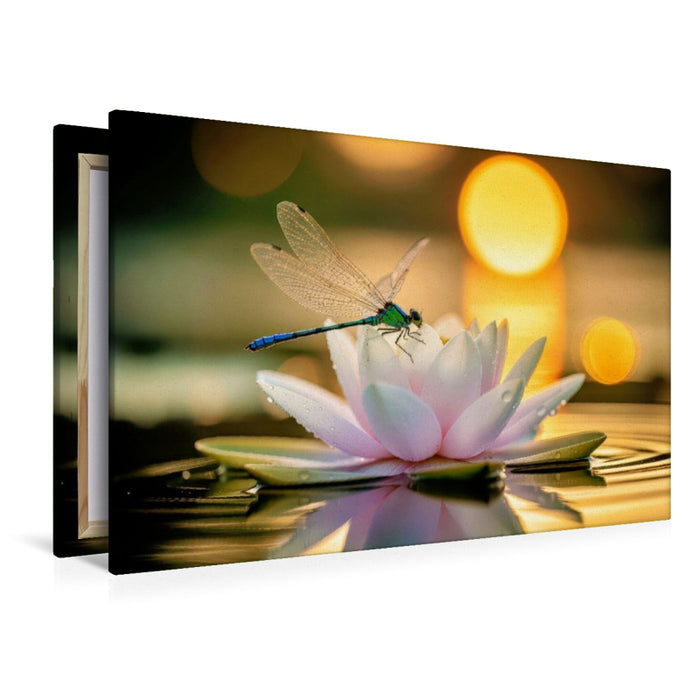 Premium Textil-Leinwand Eine Libelle auf einer Seerose.