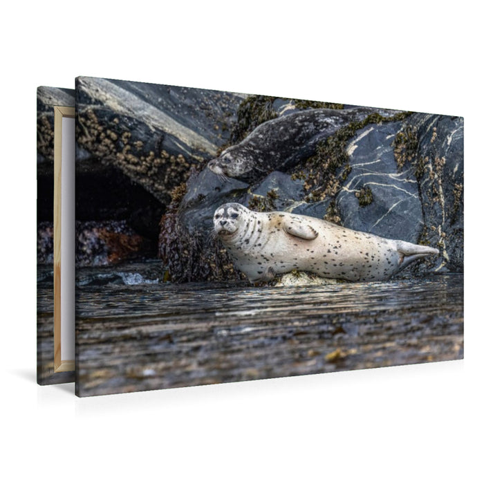 Premium Textil-Leinwand Robbe an der Felsküste