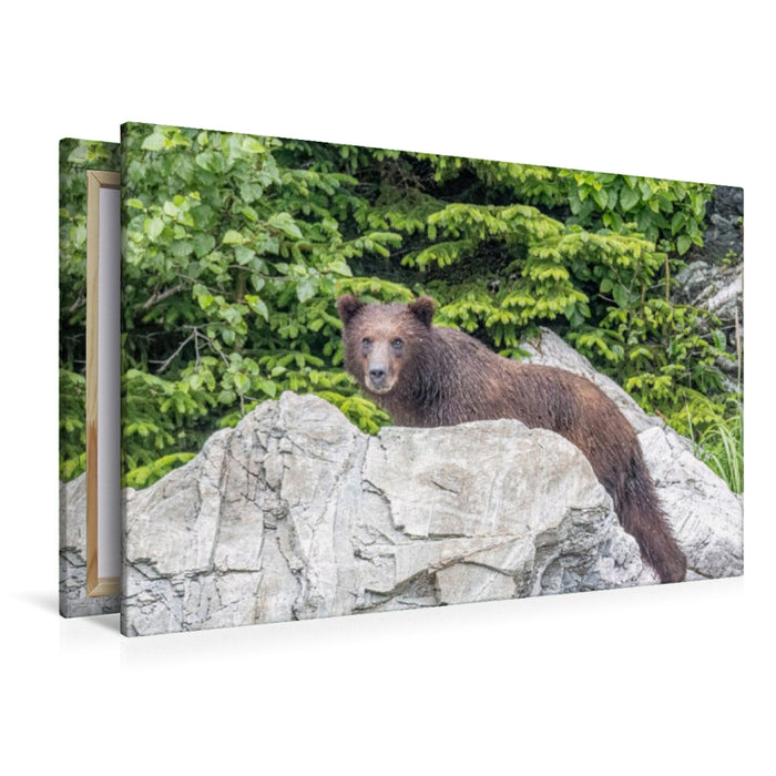 Premium Textil-Leinwand Bär vor dem grünen Wald