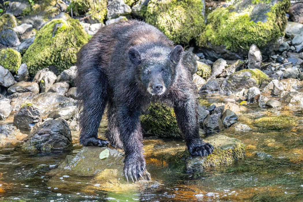 Premium Textil-Leinwand Schwarzbär am Wasser