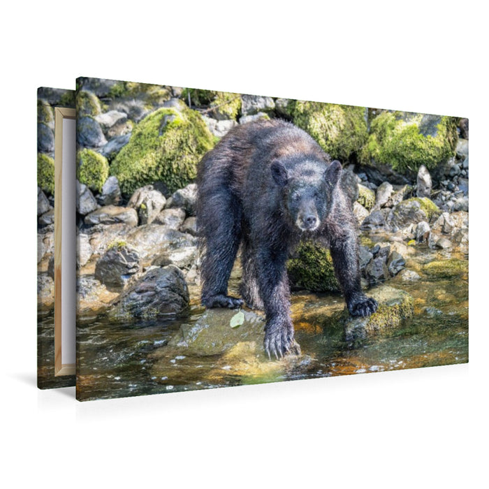 Premium Textil-Leinwand Schwarzbär am Wasser