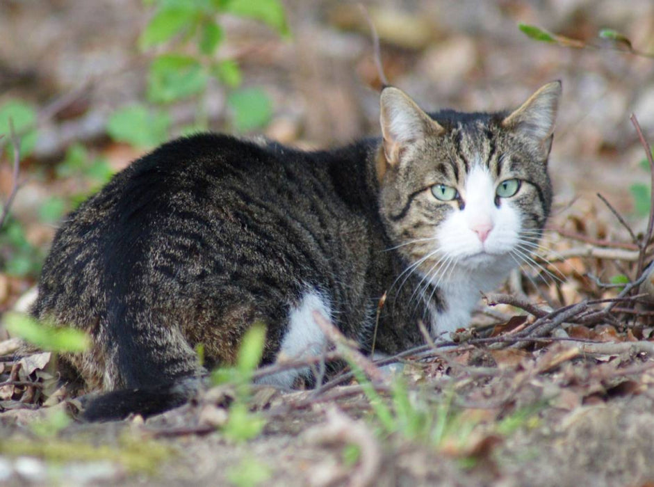 Hauskatze am Waldrand - CALVENDO Foto-Puzzle'