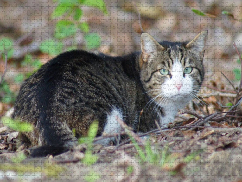 Hauskatze am Waldrand - CALVENDO Foto-Puzzle'