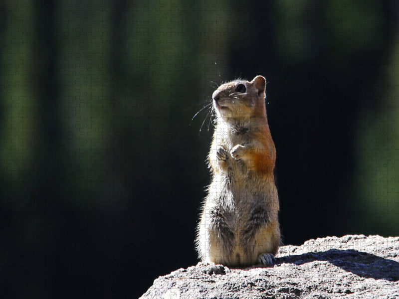 Chipmunk - CALVENDO Foto-Puzzle'