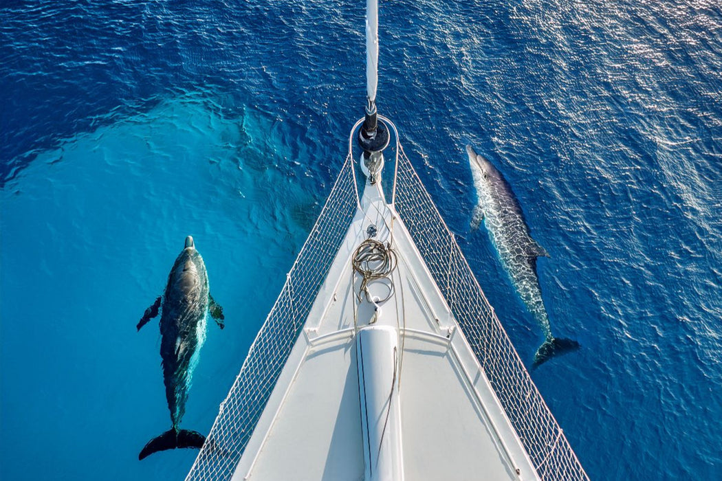 Premium Textil-Leinwand Delfine am Bug eines Schiffes