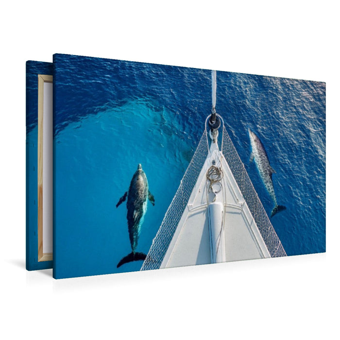 Premium Textil-Leinwand Delfine am Bug eines Schiffes