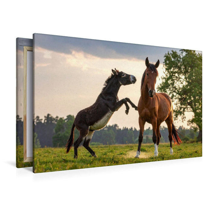 Premium Textil-Leinwand Komm, spiel mit mir - Esel und Pferd