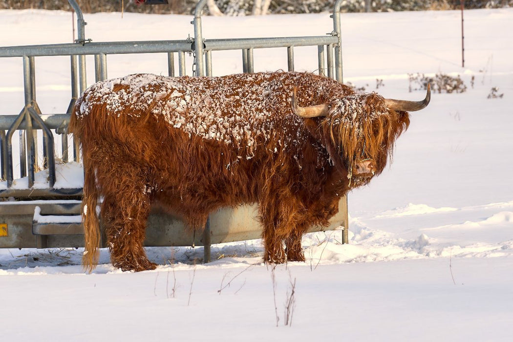 Premium Textil-Leinwand Winterkönig