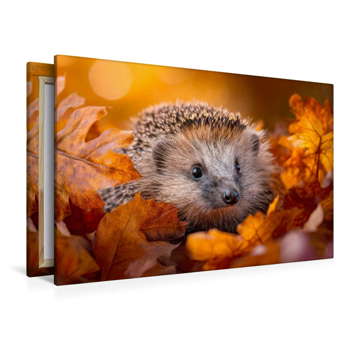 Premium Textil-Leinwand Igel - Goldene Herbstmomente