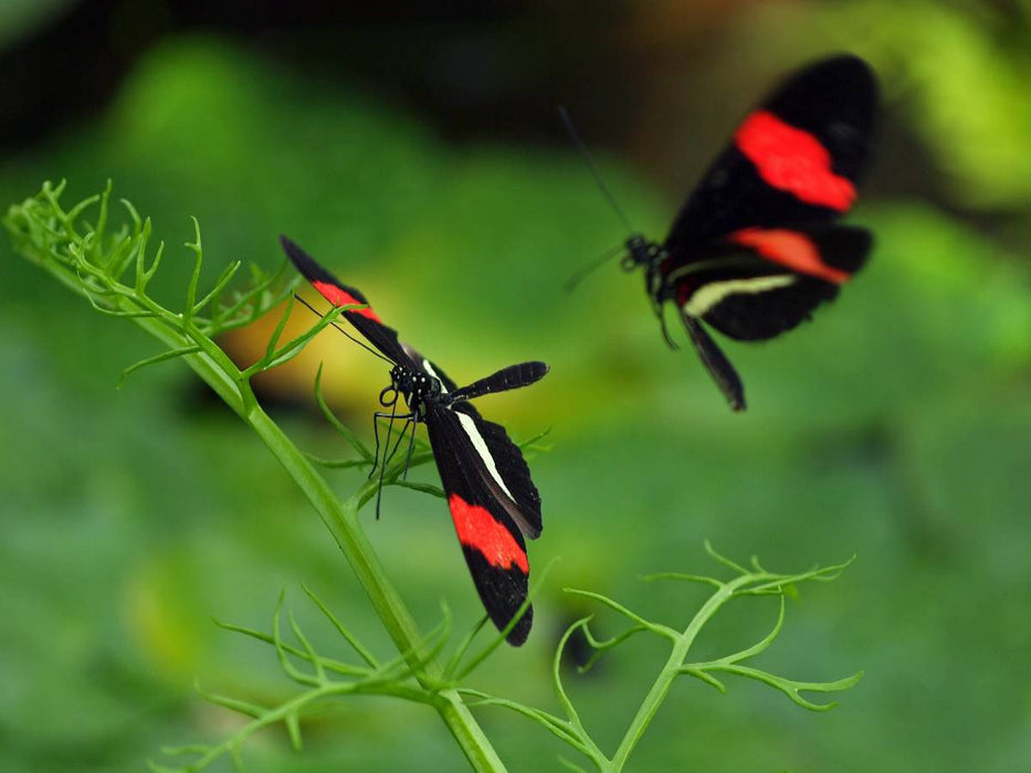 Heliconius-Falter - CALVENDO Foto-Puzzle'