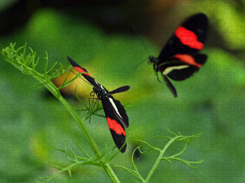 Heliconius-Falter - CALVENDO Foto-Puzzle'
