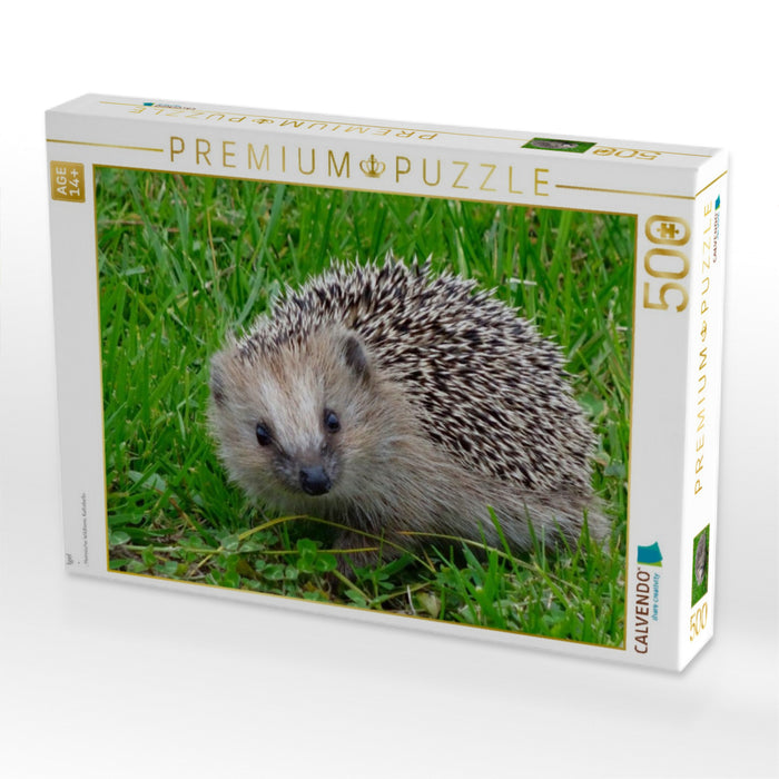 Igel - CALVENDO Foto-Puzzle'