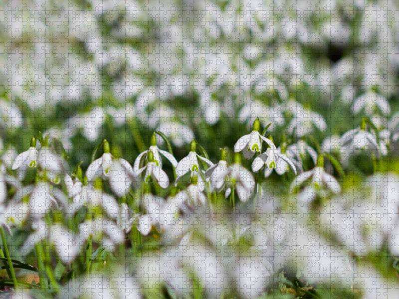 Schneeglöckchen - CALVENDO Foto-Puzzle'