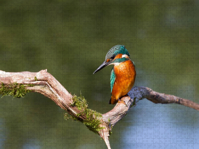 Eisvogel - CALVENDO Foto-Puzzle'