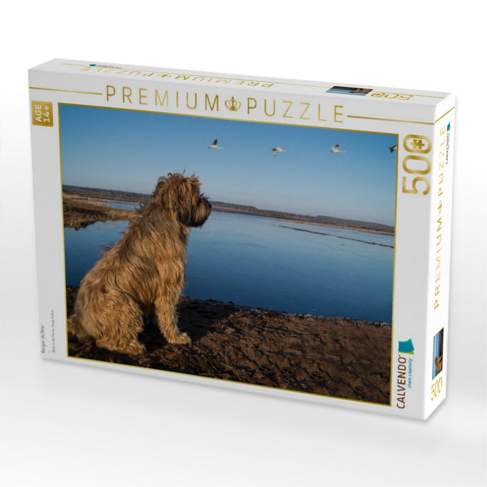 Berger de Brie - CALVENDO Foto-Puzzle'