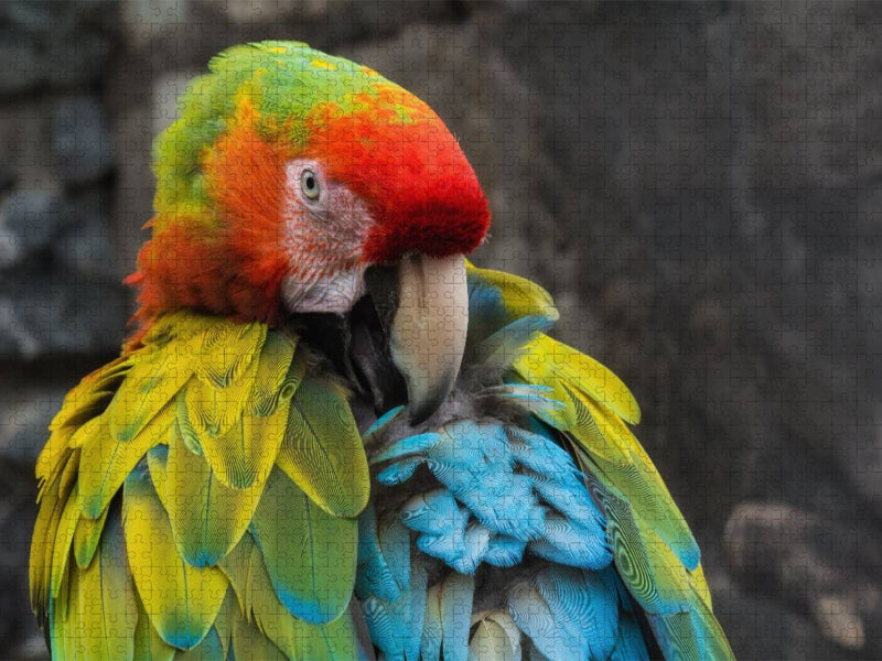 Ara - CALVENDO Foto-Puzzle'