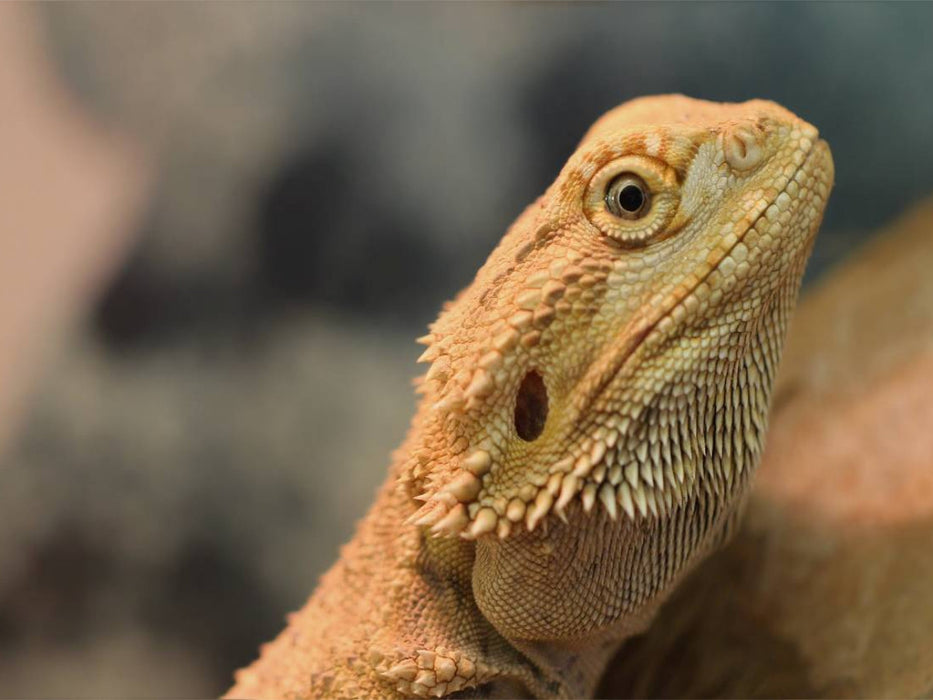 Bartagame - CALVENDO Foto-Puzzle'