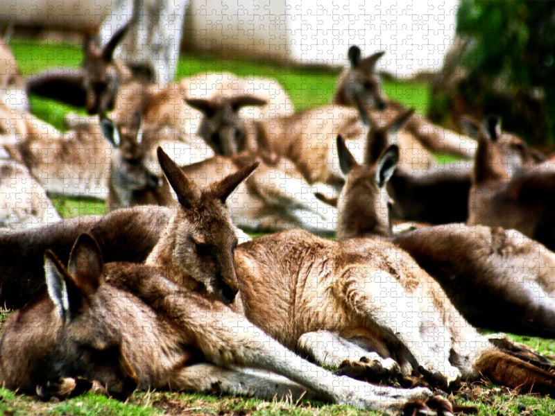 Kängurus - CALVENDO Foto-Puzzle'