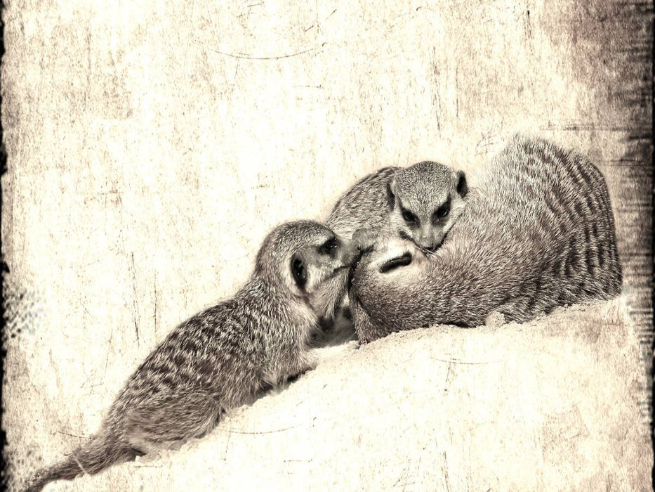 Kuscheln mit Erdmännchen - CALVENDO Foto-Puzzle'