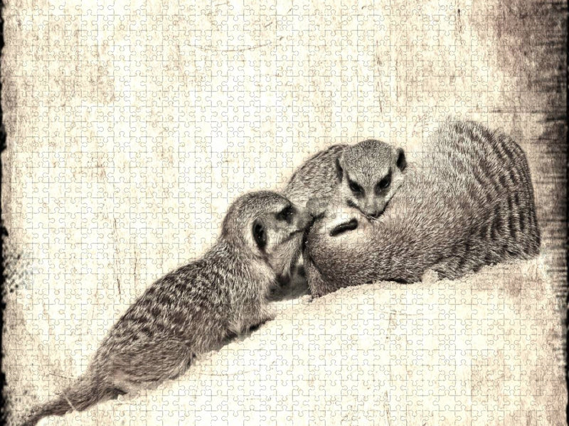 Kuscheln mit Erdmännchen - CALVENDO Foto-Puzzle'