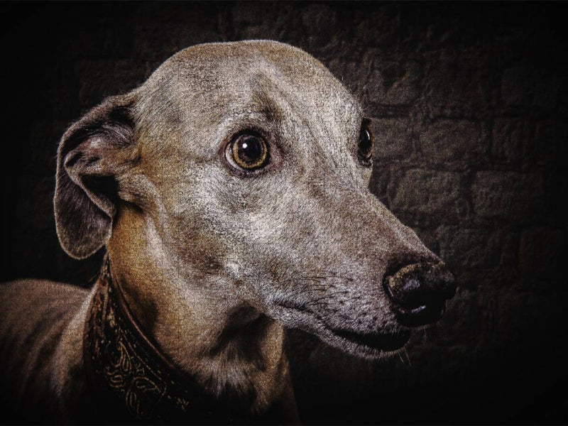 Whippet Windhund - CALVENDO Foto-Puzzle'