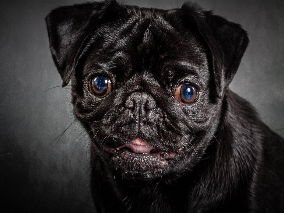 Schwarzer Mops - CALVENDO Foto-Puzzle'