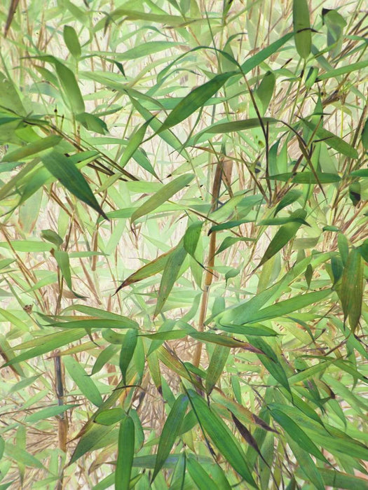 Belebender Bambus - CALVENDO Foto-Puzzle'