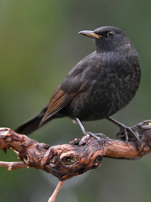 Amsel - CALVENDO Foto-Puzzle'