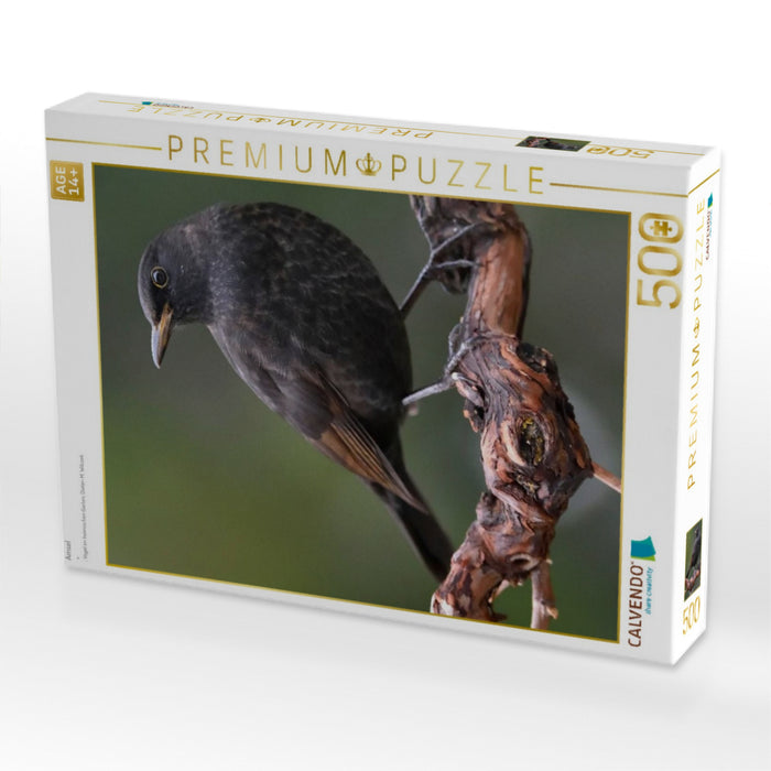 Amsel - CALVENDO Foto-Puzzle'