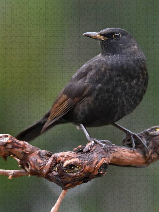 Amsel - CALVENDO Foto-Puzzle'