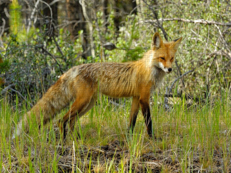 Rotfuchs - CALVENDO Foto-Puzzle'