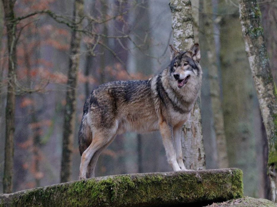 Timberwolf - CALVENDO Foto-Puzzle'