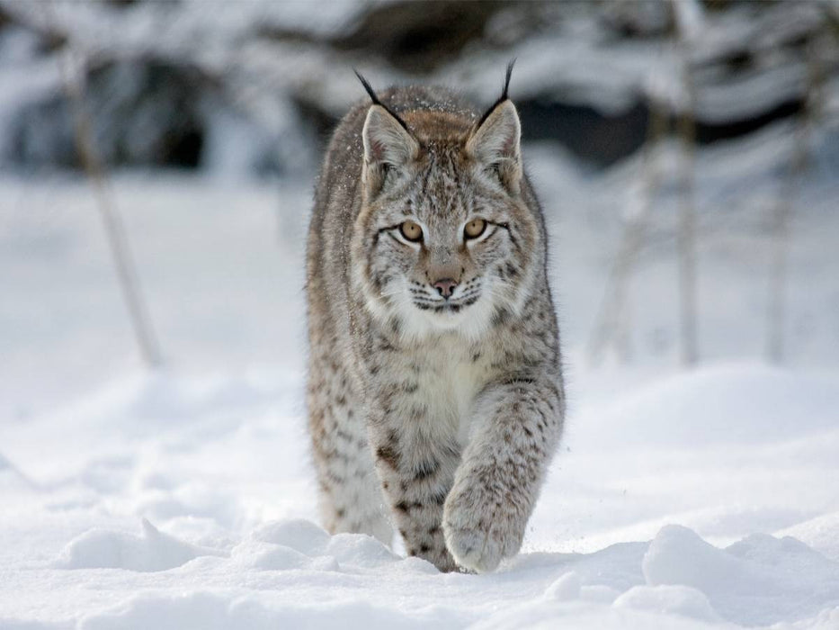 Luchs läuft durch Schnee - CALVENDO Foto-Puzzle'
