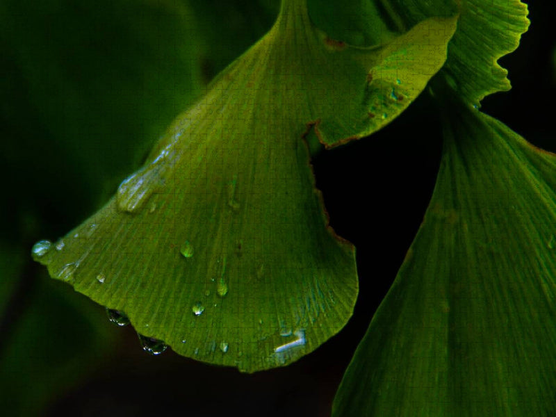 Ginkgo - CALVENDO Foto-Puzzle'